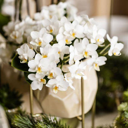 Kombi-Angebot Perlen Travertin Töpfe – 3er-Set Ø6/9/12 cm – stilvolle Keramik-Pflanzgefäße für Orchideen, Sukkulenten & Zimmerpflanzen