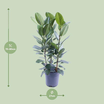 Banyanbaum – Ficus Audrey – 3 Pflanzen – Zimmerpflanze – Ø27cm – ↕105cm – Tropische Grünpflanze mit glänzenden Blättern – Pflegeleicht & dekorativ