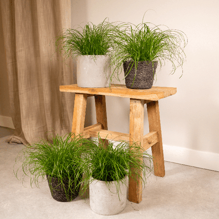 Katzengras – Cyperus Alternifolius – 4 Zimmerpflanze Ø12cm – ca. 20cm hoch – gesundes Grün für Katzen