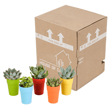 Sukkulenten Mix – 5 Pflanzen – Ø5,5cm Zimmerpflanzen im dekorativen Kunststofftopf mit Holzbeinen – Verschiedene Mini-Sukkulenten – Pflegeleichte Pflanzen für Fensterbank, Büro & Wohnzimmer