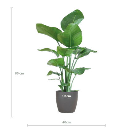 Strelitzia Nicolai – Baum-Strelitzie – Zimmerpflanze – 80 cm hoch – Ø21 cm – inkl. Topf Viber Grau – Paradiesvogelpflanze, tropisches Grün, pflegeleicht
