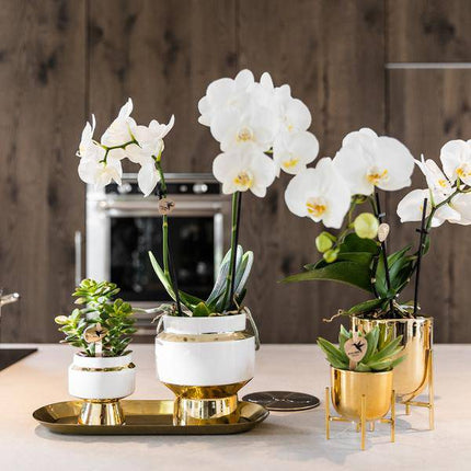 Sukkulenten 2er – Set in eleganten Le Chic Keramiktöpfen – Ø9cm – Pflegeleichte Grünpflanzen – Weiß mit goldenen Details – Dekoratives Pflanzen
