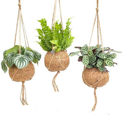 Kokodama Dschungel-Mix – Hängepflanzen Set – Zimmerpflanzen im Kokodama-Design – Ø17cm – Höhe ca. 28cm – 3 Pflanzen