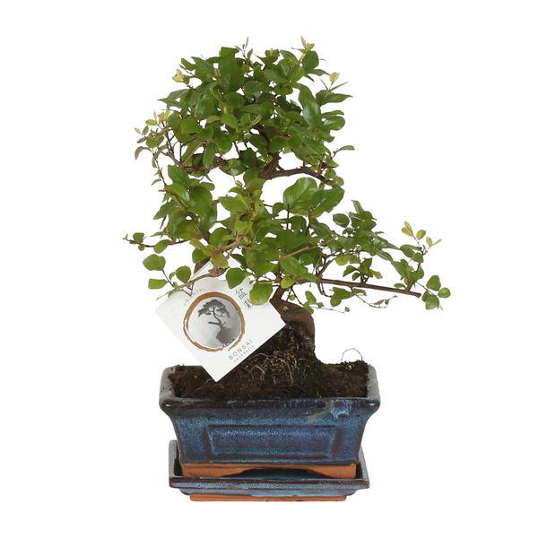 Bonsai in S-Form – Zimmerpflanze Ø15cm – Höhe ca. 15cm – Eleganter Mini-Baum für Wohnung & Büro – Dekorativ & pflegeleicht