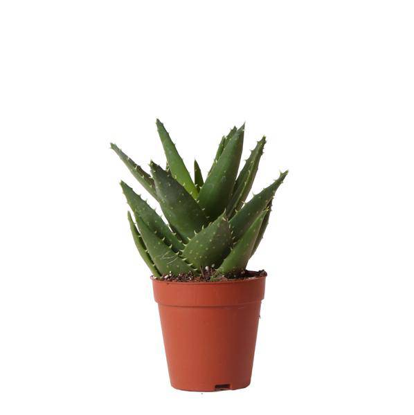 Sukkulente Aloe Brevifolia – Grüne, Stachelige Zimmerpflanze – Ø9cm – Pflegeleicht & Robust – Ideal für helle Standorte ohne direkte Sonne