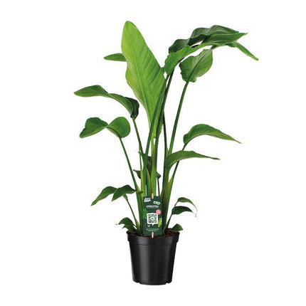 Baum-Strelitzie – Strelitzia Nicolai – Zimmerpflanze – Ø19cm – ↕90cm – Exotische Paradiesvogelblume – Tropische & pflegeleichte Grünpflanze für Innenräume