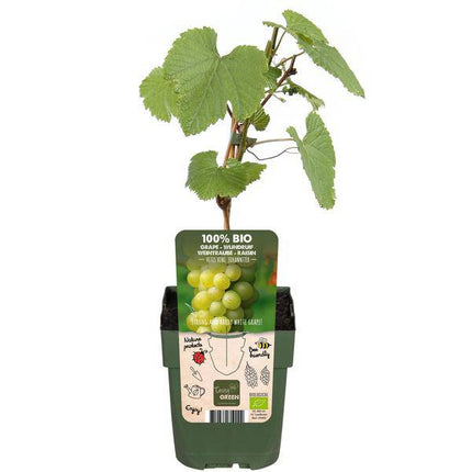 Weinrebe – Vitis vinifera ‘Johanniter’ – Ø13cm – ca. 45cm hoch – Weiße Weintraube mit süßen Früchten – Pilzresistente & winterharte Kletterpflanze – Ideal für Pergola, Wand & Weinbau