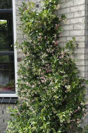 Sternjasmin Trachelospermum 'Star of Ibiza' – Rosa – Immergrüne Kletterpflanze – ca. 65cm Höhe – Duftender mediterraner Jasmin für Terrasse & Balkon