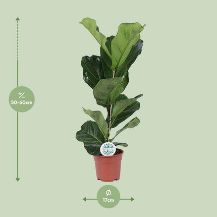 Ficus lyrata – Geigen – Feige – Zimmerpflanze – Luftreinigend – Dekorativ – Ø17cm – Höhe ca. 60cm – Pflegeleicht – Wohnzimmerpflanze