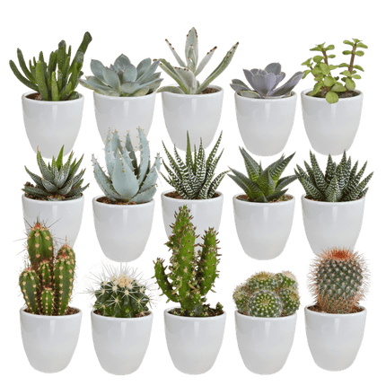 Sukkulenten & Kakteen Mix – 15 Pflanzen Ø5,5cm Zimmerpflanzen im weißen Glas – Verschiedene Mini-Sukkulenten & Kakteen – Pflegeleichte Pflanzen für Fensterbank, Büro & Wohnzimmer