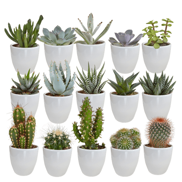 Sukkulenten & Kakteen Mix – 15 Pflanzen Ø5,5cm Zimmerpflanzen im weißen Glas – Verschiedene Mini-Sukkulenten & Kakteen – Pflegeleichte Pflanzen für Fensterbank, Büro & Wohnzimmer