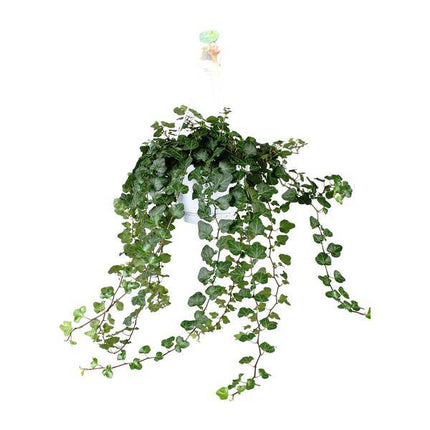 Efeu – Hedera Helix Wonder Green – Zimmerpflanze – Ø24 cm – 70 cm Höhe – Luftreinigend & Pflegeleicht – Kletterpflanze für Wohnräume