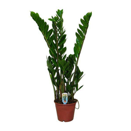 Glücksfeder – Zamioculcas zamiifolia – Zimmerpflanze – Ø14 cm – ca. 50 cm hoch – Pflegeleicht & robust – glänzendes dunkelgrünes Laub – Ideal für Halbschatten & Schatten