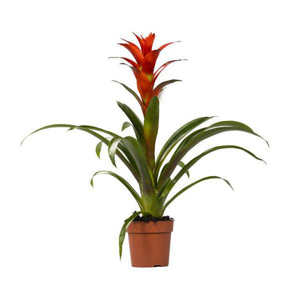 Bromelie – Guzmania Ostara – Zimmerpflanze – Ø12cm – ↕45cm – Exotische Blühpflanze– Pflegeleichte Dekopflanze für Zuhause & Büro