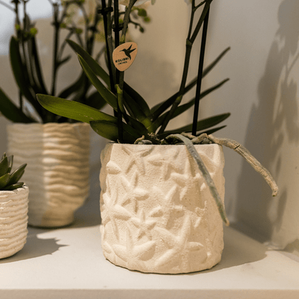 Star Fish Blumentopf Off White Ø9cm – Dekorativer Keramiktopf mit Seestern-Muster – Sommerlicher Pflanzentopf im maritimen Design – Blumendeko für Wohnzimmer, Küche & Bad