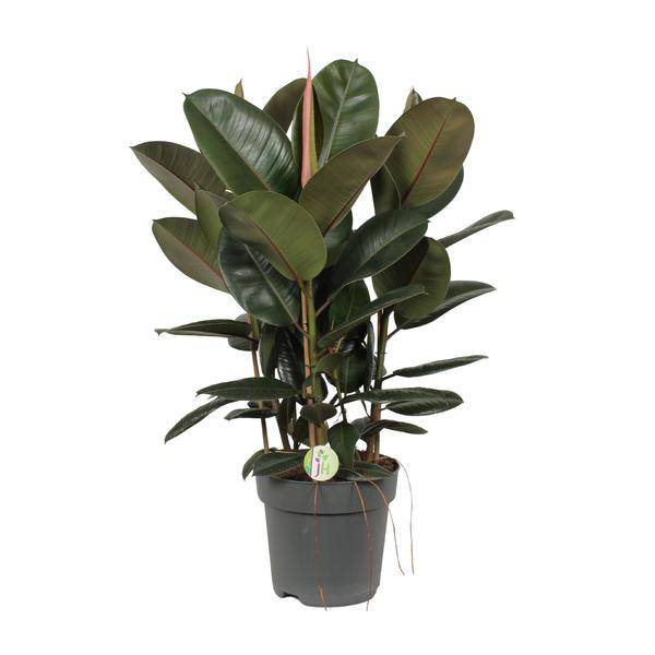 Ficus Robusta – Gummibaum – Zimmerpflanze – Ø27cm – ↕90cm – große immergrüne Pflanze mit glänzenden Blättern für Wohnzimmer & Büro