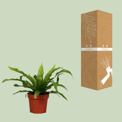 Nestfarn Asplenium antiquum – Zimmerpflanze – Ø12cm – ↕25cm – pflegeleichter Farn mit dekorativen, grünen Wedeln – ideal für Wohnzimmer, Büro & Schlafzimme