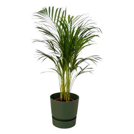 Areca Palme – Betelpalme – ca. 85cm Höhe – Zimmerpflanze luftreinigend – inkl. Blumentopf Grün Ø24xH23 – Pflegeleicht für Zimmer & Büro