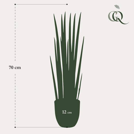 Kunstpflanze Sansevieria Cylindrica – Frauenzunge 70cm – Täuschend echt & pflegefrei – Dekorative Kunst-Zimmerpflanze für Wohnung & Büro – Nachhaltig & langlebig