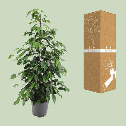 Birkenfeige – Ficus benjamina Danielle – Ø21cm – ca. 95–105cm hoch – Zimmerpflanze mit glänzend grünen Blättern – Pflegeleichte & luftreinigende Grünpflanze