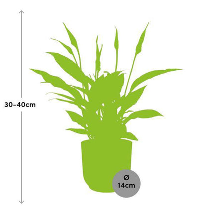 Einblatt – Spathiphyllum Torelli – Friedenslilie – Zimmerpflanze Ø12cm + Ziertopf Vibes Fold 14cm Rosa – luftreinigende Blühpflanze für Innenräume