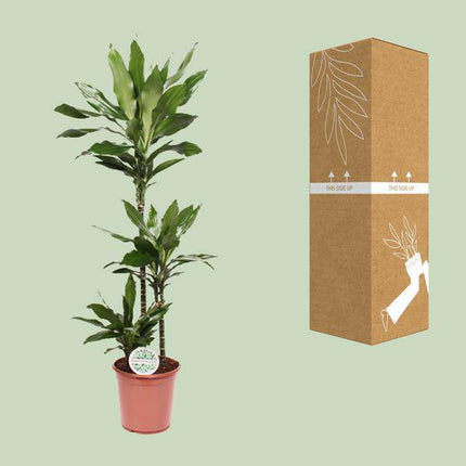 Drachenbaum – Dracaena Janet Lind – Zimmerpflanze – Ø24cm – ↕130cm – Pflegeleichte Grünpflanze für Zuhause & Büro