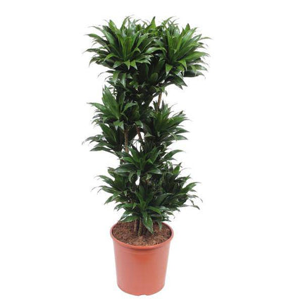 Drachenbaum Dracaena Compacta – 140cm hoch – Ø30cm – Elegante Zimmerpflanze mit dichtem dunkelgrünem Blattwerk – pflegeleicht – für Zimmer & Büro