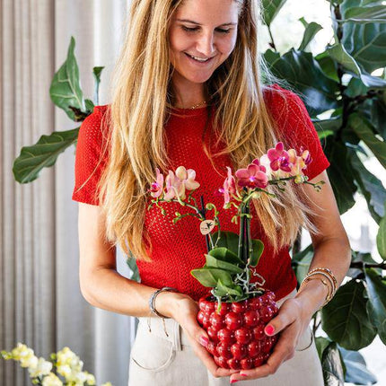 Phalaenopsis Orchidee Rot – Kongo – Mit Beeren-Ziertopf – Ø9cm – Höhe ca. 40cm – Blühende Zimmerpflanze mit 2–3 Zweigen – Dekorative Geschenkidee