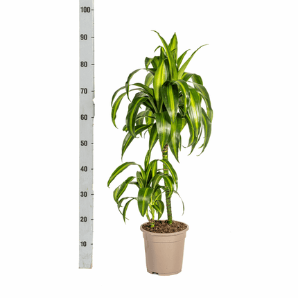 Dracaena Deremensis Hawaiian Sunshine – Drachenbaum – Ø19cm – ↕70-90cm – Tropische Zimmerpflanze mit zweifarbigen Blättern – Pflegeleicht & luftreinigend