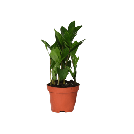 Zamioculcas – Glücksfeder – ca. 30cm hoch – Ø12cm – Pflegeleichte Zimmerpflanze mit glänzenden Blättern – Robuste Grünpflanze für Wohnzimmer & Büro – Luftreinigende Pflanze
