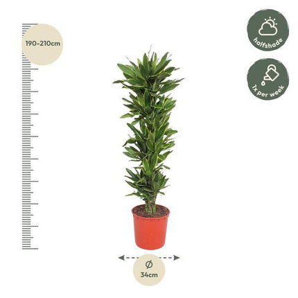 Drachenbaum Dracaena Golden Coast – 200cm hoch – Ø34cm – Elegante Zimmerpflanze mit goldgrünem Blattwerk – Pflegeleicht & robust – für Zimmer & Büro