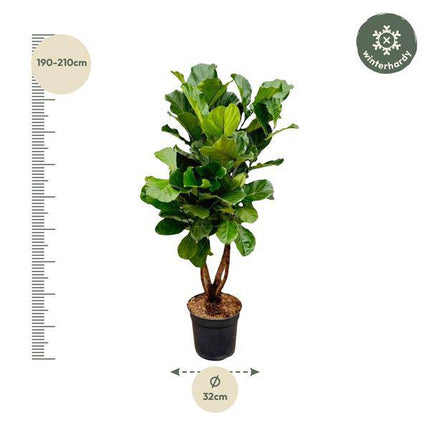 Geigen – Feige – Ficus Lyrata – Zimmerpflanze 200cm – Ø32cm – XXL – Pflanze mit großen geigenförmigen Blättern – Pflegeleicht