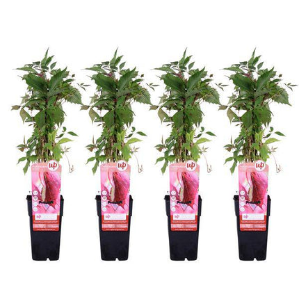 Wilder Wein Parthenocissus quinquefolia Engelmannii – Schnellwachsende Kletterpflanze – Selbsthaftend – 65cm Höhe Ø15cm – 4 Pflanzen – Winterhart & pflegeleicht