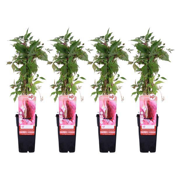 Wilder Wein Parthenocissus quinquefolia Engelmannii – Schnellwachsende Kletterpflanze – Selbsthaftend – 65cm Höhe Ø15cm – 4 Pflanzen – Winterhart & pflegeleicht