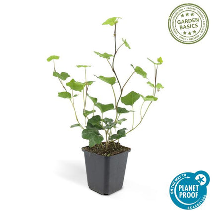 Hedera hibernica – Großblättriger Irischer Efeu – Ø9cm – ↕10-25cm – 12 Pflanzen – Vielseitiger Kletter – & Bodendecker