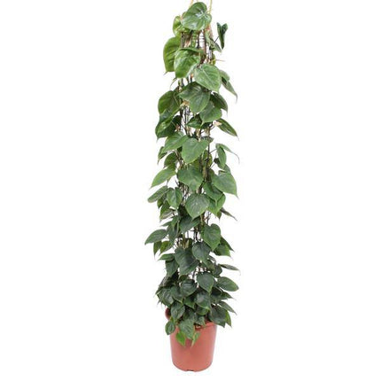 Baumfreund – Philodendron Scandens – Zimmerpflanze – 160cm – Ø27cm – pflegeleichte Kletterpflanze mit herzförmigen Blättern für Wohnung, Büro und Wintergarten