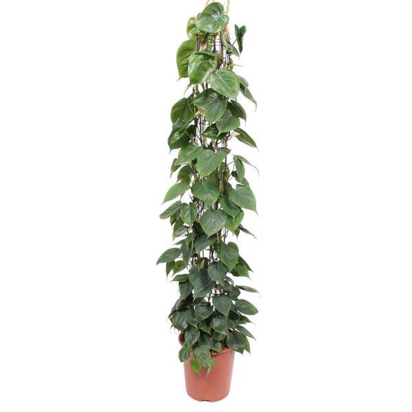 Baumfreund – Philodendron Scandens – Zimmerpflanze – 160cm – Ø27cm – pflegeleichte Kletterpflanze mit herzförmigen Blättern für Wohnung, Büro und Wintergarten