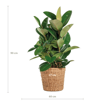 Ficus Elastica Robusta – Gummibaum – Zimmerpflanze – ca. 90 cm – Ø27 cm – In Pflanzkorb Torun – Pflegeleicht & dekorativ