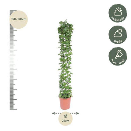 Arabischer Efeu – Cissus rotundifolia – Zimmerpflanze am Gitterrost – ca. 160cm Höhe – Ø27cm – pflegeleichte Kletterpflanze für Innenräume