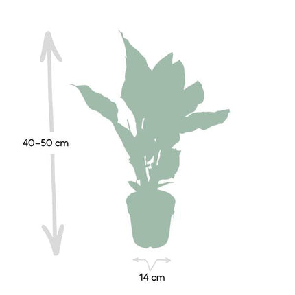Korbmarante Calathea Ornata – Zimmerpflanze Ø14cm ca. 50cm hoch – Exotische Blattzeichnung – Pflegeleichte Zimmerpflanze für Zuhause & Büro