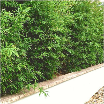 Schirmbambus Fargesia Rufa – 6 Pflanzen – Ø12cm – ↕25cm – winterharte immergrüne Bambuspflanze – ideal als Sichtschutz & Gartengestaltung – pflegeleicht & nicht invasiv