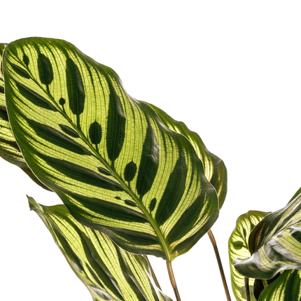Calathea Makoyana Pfauen – Korbmaranthe – Zimmerpflanze Ø17cm – ca. 40-50cm hoch – Dekorative Blätter mit roter Unterseite
