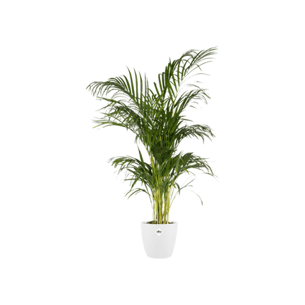 Topf Brüssel Rund Weiß – Ø30cm x H27cm – Moderner Pflanztopf aus Kunststoff – Leicht, robust & stilvoll für Innen- und Außenbereich