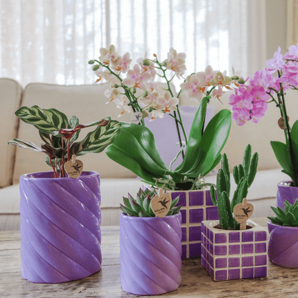 Candy Dekotopf – Hoch – Flieder – Ø6cm – Moderner Keramiktopf in fröhlichen Farben – Stilvoller Pflanzentopf für Zimmerpflanzen, Orchideen & Sukkulenten – Buntes Wohnaccessoire für kreative Dekoration