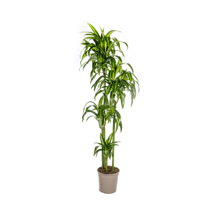Drachenbaum Dracaena Deremensis Hawaiian Sunshine – Zimmerpflanze – Ø27 cm Topf – Höhe 180 cm – Tropischer Look & pflegeleicht