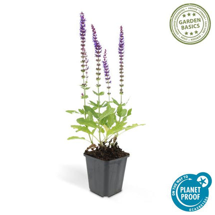 Blüten – Salbei Salvia nemorosa 'Ostfriesland' – 60 Pflanzen – Lila Blüten – Robuste Staude – Pflegeleicht – Sonne – Beete & Rabatten