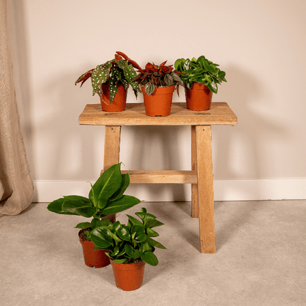 Überraschungsbox Zimmerpflanzen Ø12cm ↕25cm – pflegeleichtes Pflanzen Set für Urban Jungle, Fensterbank, Wohnzimmer & Büro