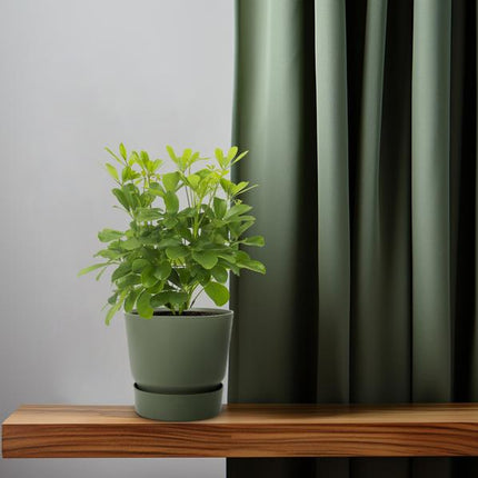 Strahlenaralie – Schefflera Nora – Zimmerpflanze – Ø13cm – ca. 35cm hoch – dekorative pflegeleichte Pflanze für Wohnung & Büro