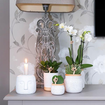 Orchideen Überraschungsbox – 4 Pflanzen Ø9cm – Frische Phalaenopsis Orchideen direkt vom Züchter – Pflegeleichte Zimmerpflanzen ohne Übertopf – Überraschungs-Mix