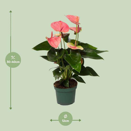 Flamingoblume Anthurium Sweet Dream – Zimmerpflanze – Ø12 cm – Ca. 35 cm hoch – Elegante, pflegeleichte Flamingoblume mit leuchtenden herzförmigen Blüten – Luftreinigend & dekorativ